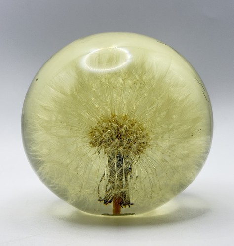 Hafod grange dandelion seed - hafod,