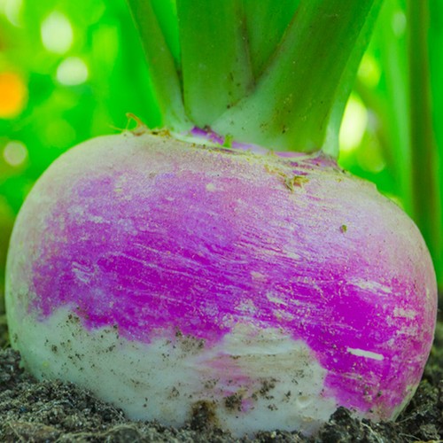 Turnip seeds italian giant - 50,