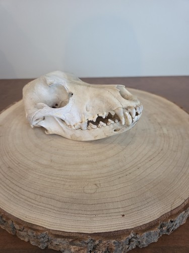 Authentic grade coyote - authentic,