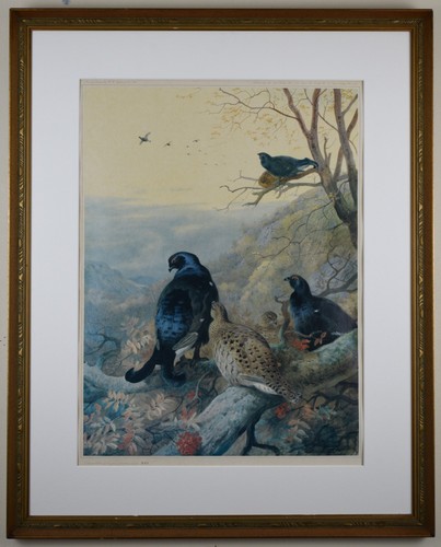 Black grouse roost limited - black,