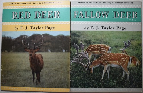 Red deer fallow sunday - &, deer.