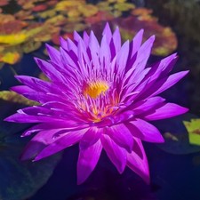 Purple lotus Water Lily Seeds X 5  unique water plants