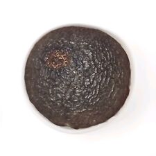 Rudraksha With Skin (Unknown Mukhis Inside)