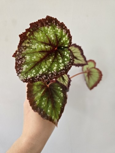 Begonia fireworks 7cm - begonia, pot