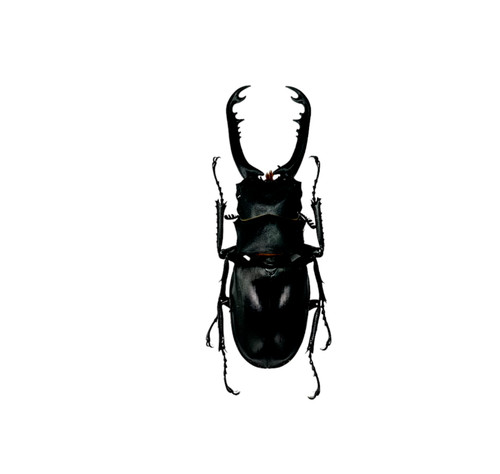 Longjaw beetle prosopocoilus - longjaw,