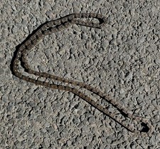 TIMING CHAIN YAMAHA DIVERSION