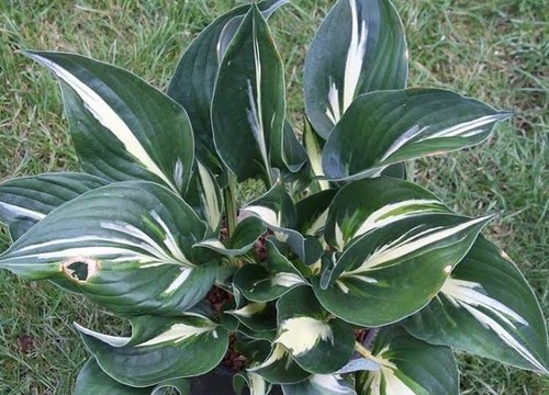Hosta sting plantain - sting, lily