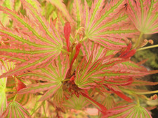 Japanese Maple. Acer Palmatum