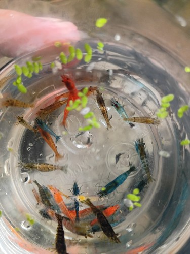 2day shipping live shrimp mix - shipping,