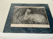 Whippet Art Print