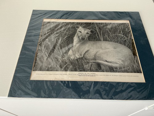 Whippet art print - whippet,