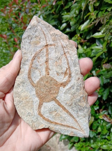 Fossil starfish brittle - fossil,