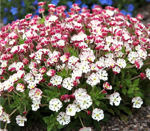 Zaluzianskya star balsam - zaluzianskya,