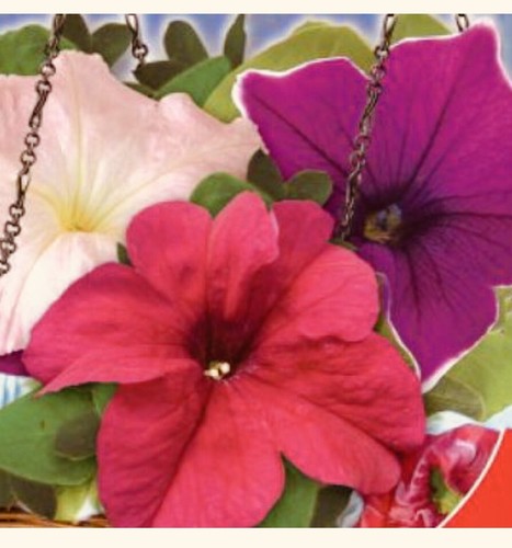150 trailing petunia f1 - 150,