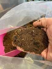 NEW Coffee Plant Formula