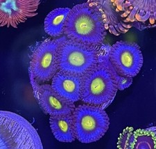 Wwc aoi zoanthids live - aoi,