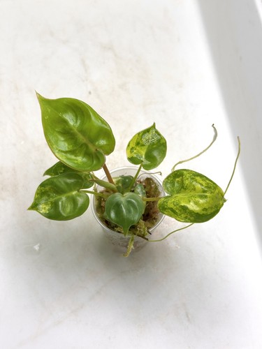 Philodendron billitiae - philodendron,