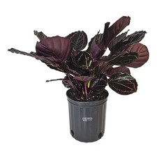 Calathea Dottie Indoor Live
