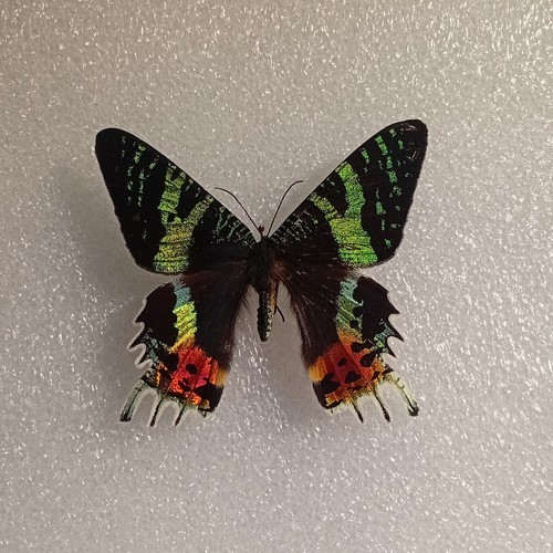 Chrysiridia rhipheus