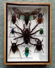 Framed Real Bugs/ Insects & Spider  (Taxidermist).                           G24