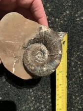 Very Rare Whitby Lytoceras