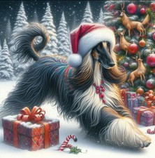 Afghan Hound ,Greyhound