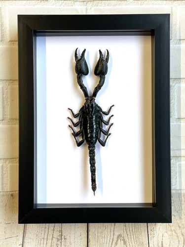 Indo forest scorpion - indo,