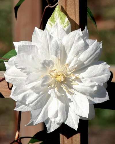 Double white clematis - 25,
