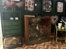 Faux taxidermy display case - faux,