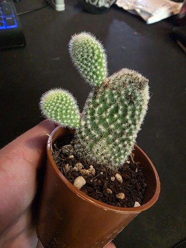 Opuntia bunnies ears - opuntia,