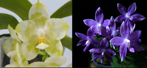 Phalaenopsis joy spring canary - joy,
