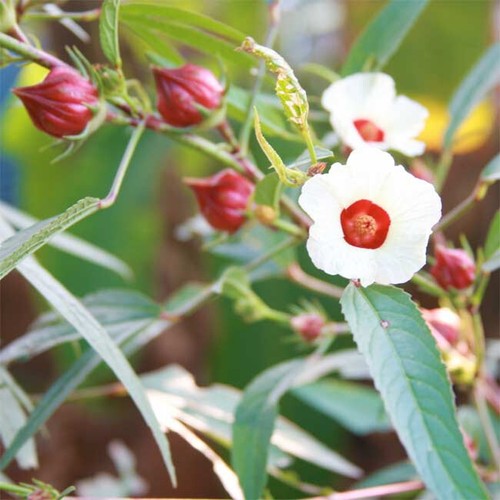 Hibiscus sabdariffa 30 seeds - hibiscus,