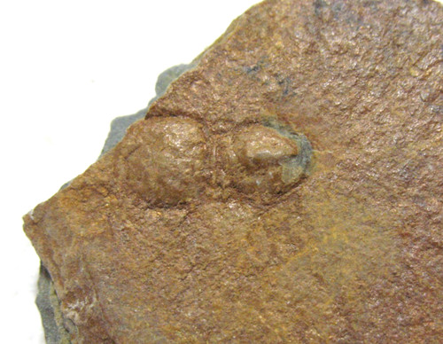 Cambrian trilobite fossil - cambrian,