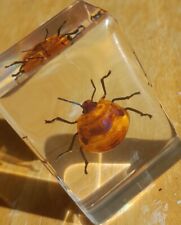 Real Bug  Insect Preserved in