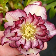 Helleborus 'Double White