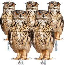 5PCS Owl Bird Scarer Set