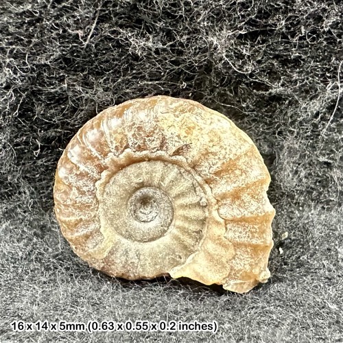 Charmouth promicroceras - charmouth,