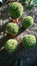 5 x buxus box hedging topiary