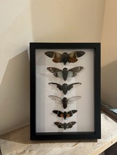 Family of Cicadas Insect