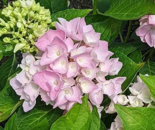 Hydrangea macrophylla bouquet - hydrangea,