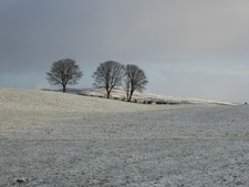 Photo 6x4 Trees and snow