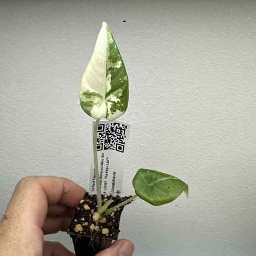 Alocasia maharani variegata - alocasia,