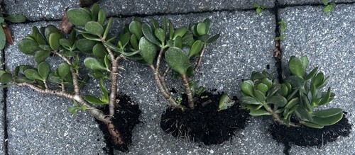 Crassula ovata money tree - ovata, 'money