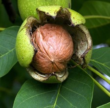 Patio Dwarf Walnut Fruit Tree