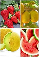 40 FRUIT SEEDS PACK- STRAWBERRY SEEDS, WATERMELON SEEDS, KIWI, GALIA MELON SEEDS
