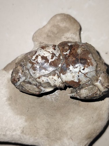 Natural crab fossils from