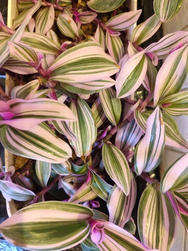 Tradescantia nanouk 10cm - tradescantia,