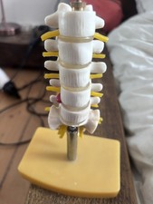 Anatomical Model of  Lower