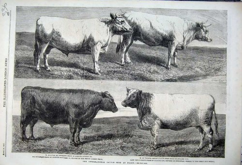 Old antique print - 1862, cattle