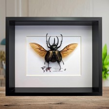 Framed atlas beetle taxidermy